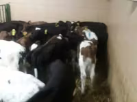 Bovini (lotto, sesso non specificato), Simmental cattle — foto 4