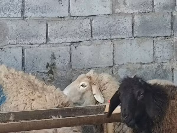Sheep, Sheep — Kyrgyzstan