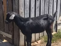 Kozel, Nubian Goat — foto 2