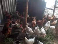 Chickens — foto 4
