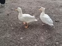 Ducks — ảnh 1