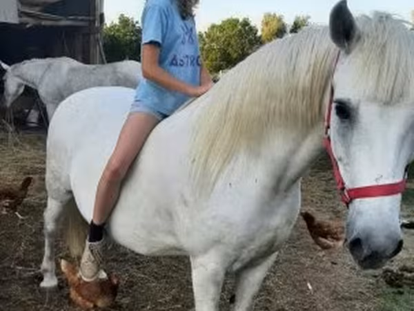 Ngựa cái, Hungarian horse breed