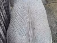 Schweine (Partie, Geschlecht nicht angegeben), Schweine — Foto 4