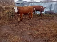 گاو ماده, Simmental cattle — عکس 1