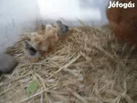 Chickens — foto 3