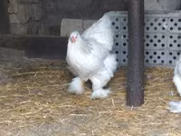 Brahma — foto 8