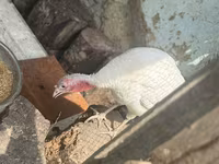 Turkeys — foto 1