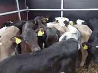 Lembu ternakan (lot, jantina tidak dinyatakan), Simmental cattle — foto 1