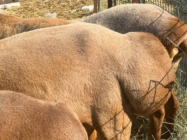 Ovca, Edilbay sheep