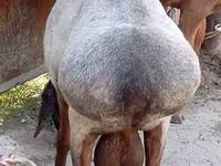 Bagge, Ordabasy sheep — foto 6