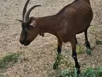 Capră, Alpine goat — foto 5