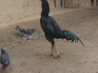 Chickens — الصورة 5