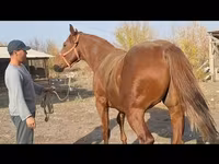 اسب نر, Thoroughbred horse — عکس 6