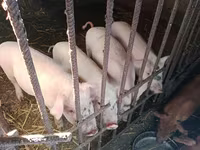 암퇘지, Дюрок — 사진 6