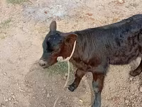 Býk, Swiss cattle — foto 3