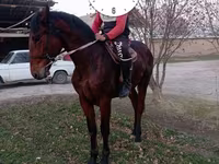 Klisna, Koně — foto 2