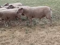 Ram, Charollais sheep — photo 2