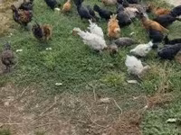 Ducks — عکس 5