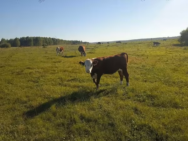 Cow, Hereford