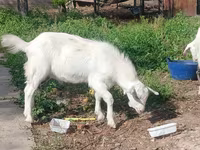 Dişi keçi, Alpine goat — foto 3