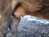 Cow, Swiss cattle — photo 7