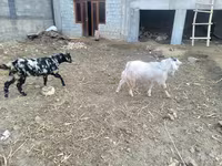 بکریاں (گروپ، جنس مذکور نہیں), بکریاں — تصویر 1