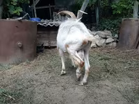 Buk, Saanen goat — foto 5