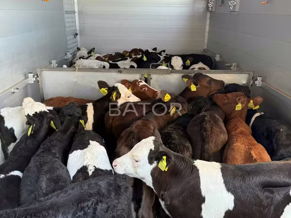 Býk, Simmental cattle