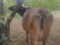 گاو ماده, Swiss cattle — عکس 1