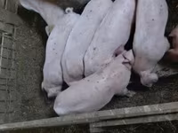 Babi (lot, jantina tidak dinyatakan), Дюрок — foto 4