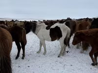 ม้าตัวเมีย, Horse breed — รูปภาพ 3