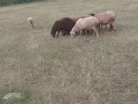 የጎትት አውራ በግ, Sheep — ፎቶ 2