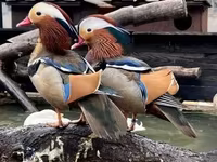 Ducks — sawirka 1