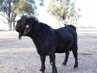 Capră, Boer goat — foto 5