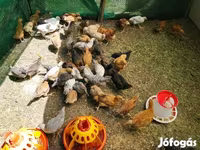 Chickens — รูปภาพ 1