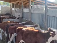 Lembu jantan, Hereford — foto 6