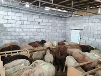 Qoyun, Qoyunlar — foto 7