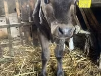 Bull, Cattle — photo 3