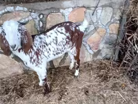 Cabra, Beetal goats — foto 5