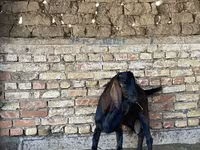 بز نر, Beetal goats — عکس 7