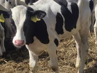 Býk, Russian Black pied cattle — foto 6
