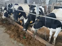 암소, Russian Black pied cattle — 사진 4