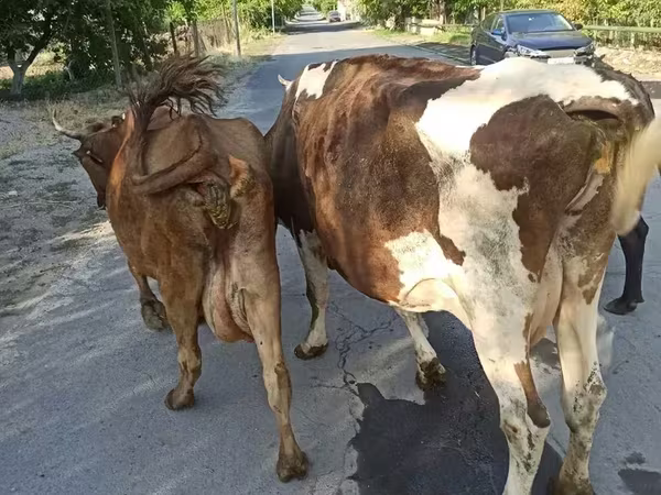 Cow, Simmental cattle — Armenia