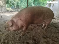 خوک ماده, Датский ландрас — عکس 2