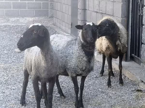 Får, Romanov sheep