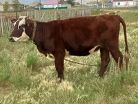 Ko, Simmental cattle — foto 1