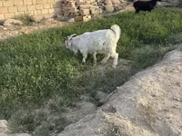 Kozel, Kozy — foto 1