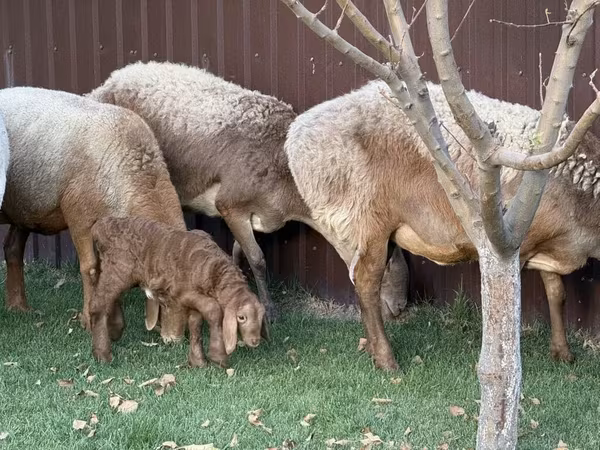 میش, Arashan sheep