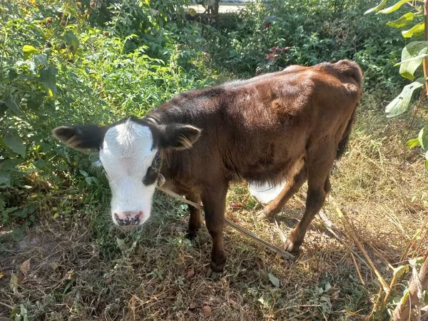 گاو ماده, نژاد کالمیک