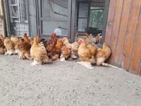 北京矮脚鸡 — 照片 6